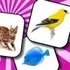 Animals Memory