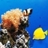 Sea Underwater Difference